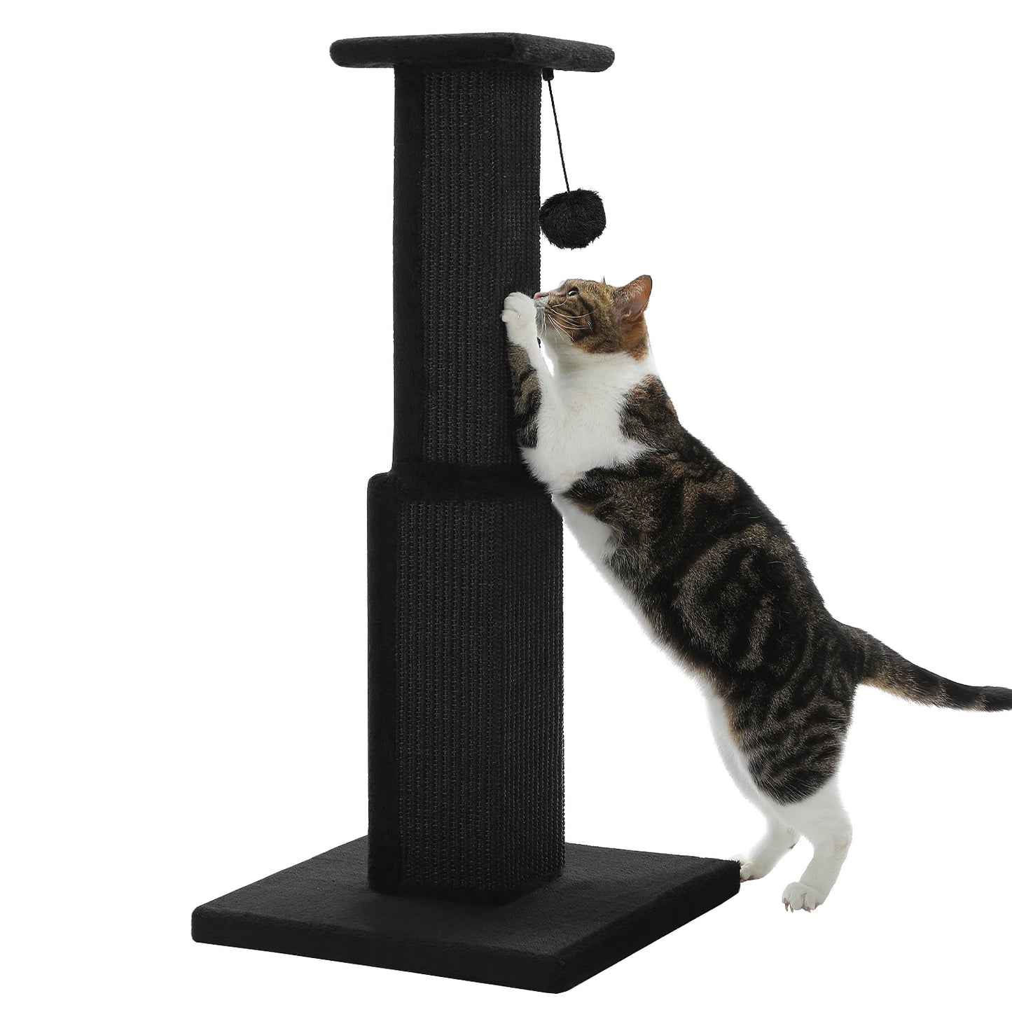 Cat playing with a black cat tree on a white background