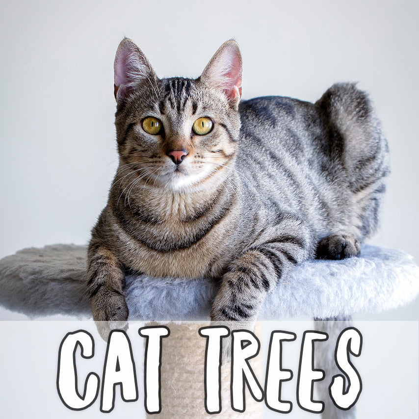 Tabby cat sitting on a cat tree with text "Cat Trees"