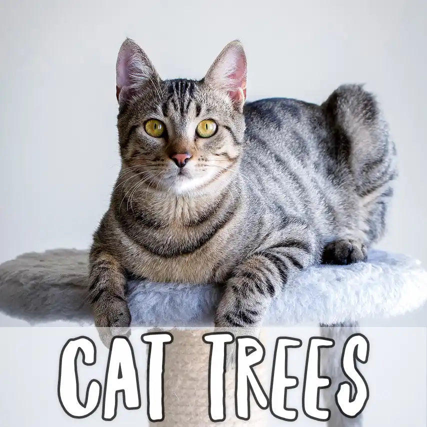Tabby cat sitting on a cat tree with text "Cat Trees"