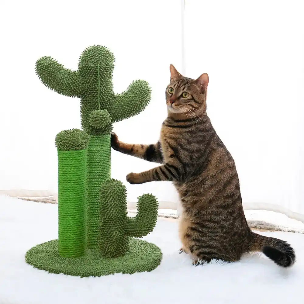 Cat playing with a cactus-shaped cat scratcher on a white background