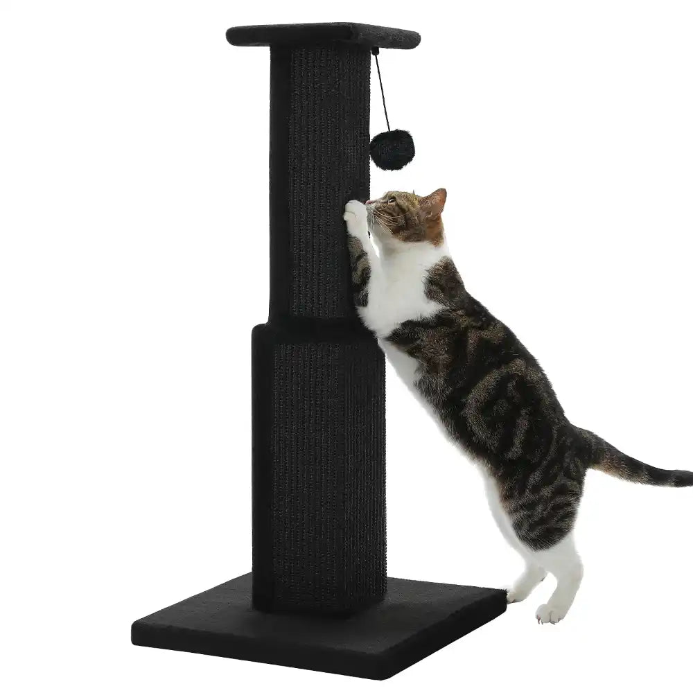Cat climbing a black scratching post with a toy on a white background